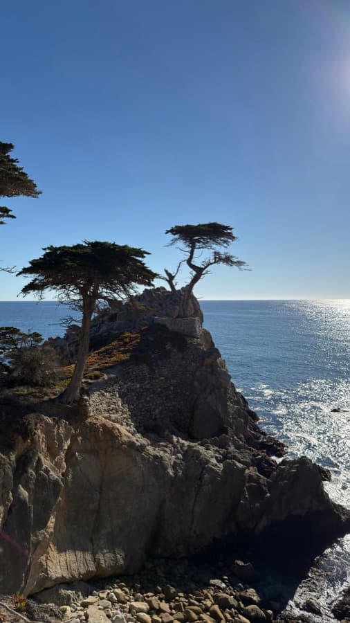 A lone cypress on a rocky cliff above the ocean