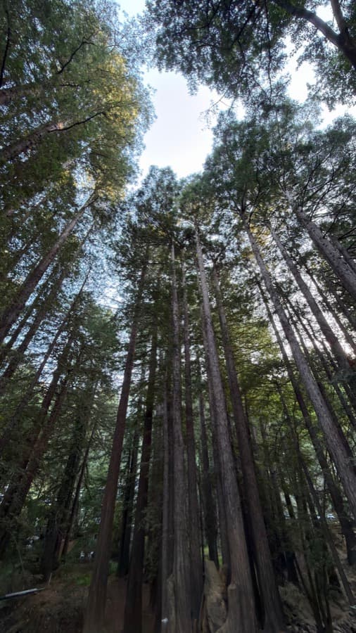 Looking up at a redwood canopy